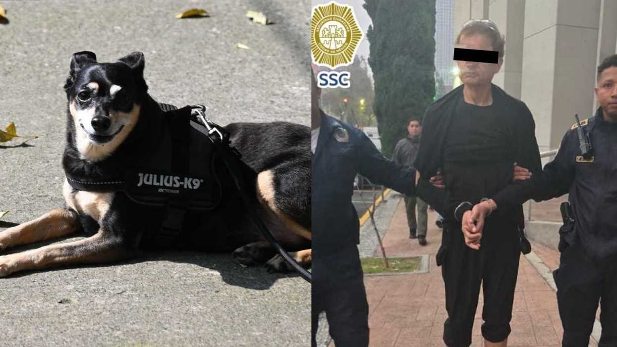 A black-and-tan dog in a harness beside a handcuffed man escorted by police.