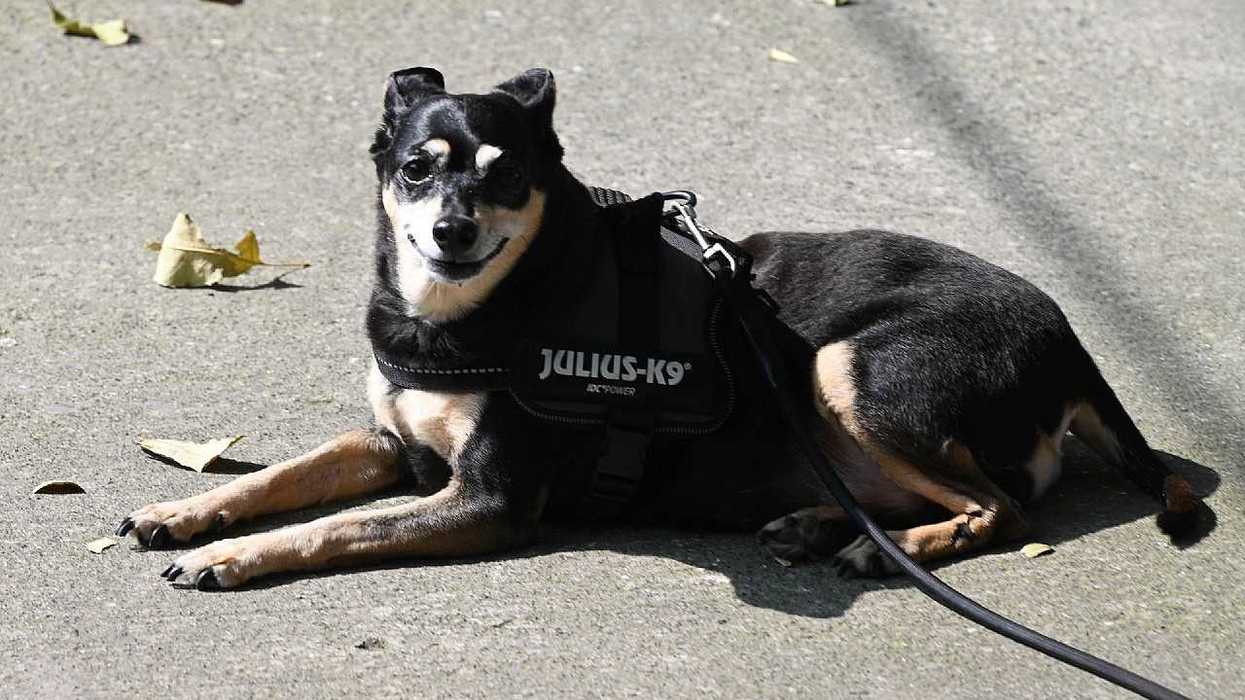 A black-and-tan dog in a harness lies on a sunlit pavement.