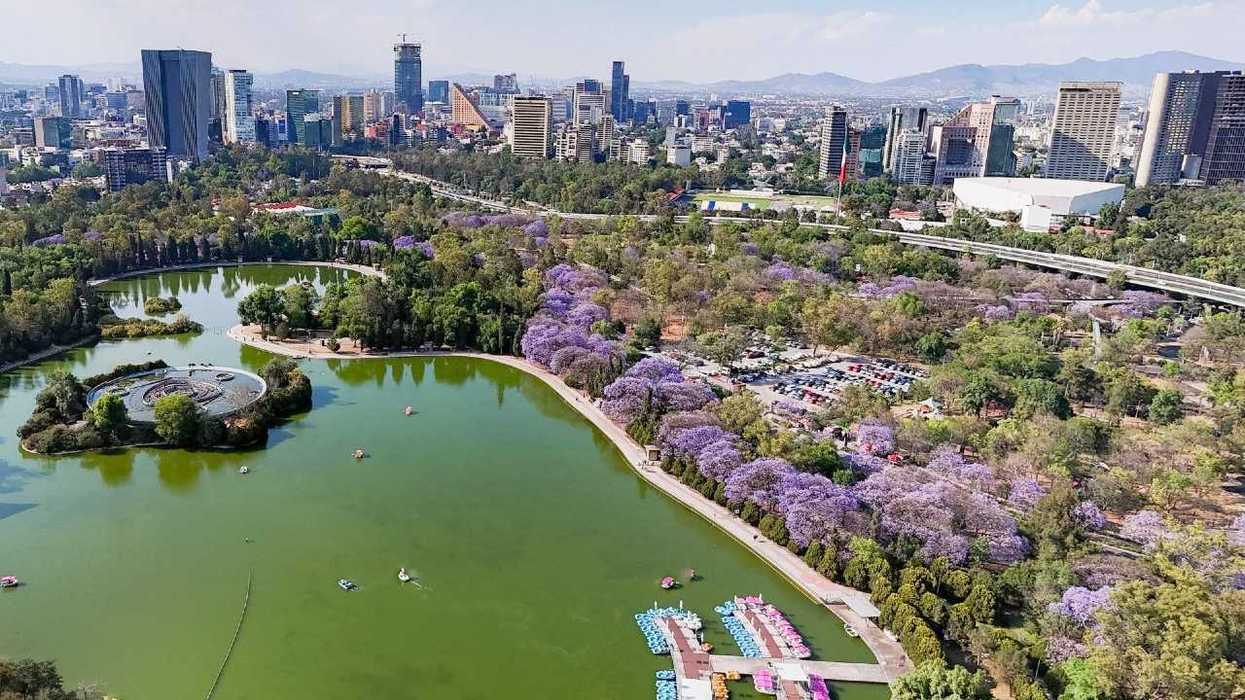Aerial view of a city park with a lake, surrounded by blooming purple jacaranda trees.