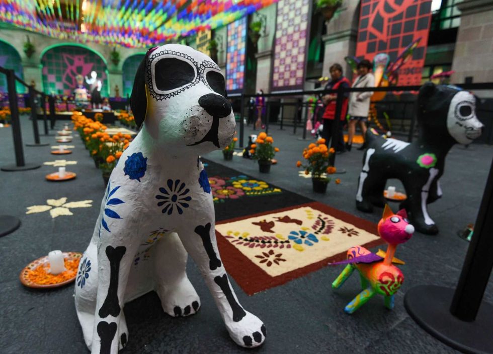 altar-dia-de-muertos-para-perros-con-croquetas-y-cempasuchil