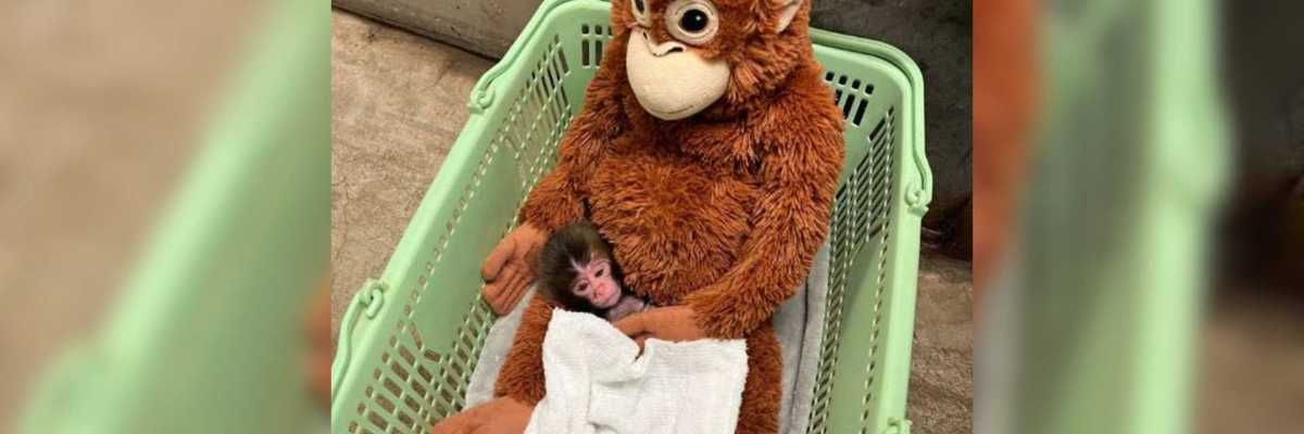 Baby monkey cuddles with a plush toy in a green basket.
