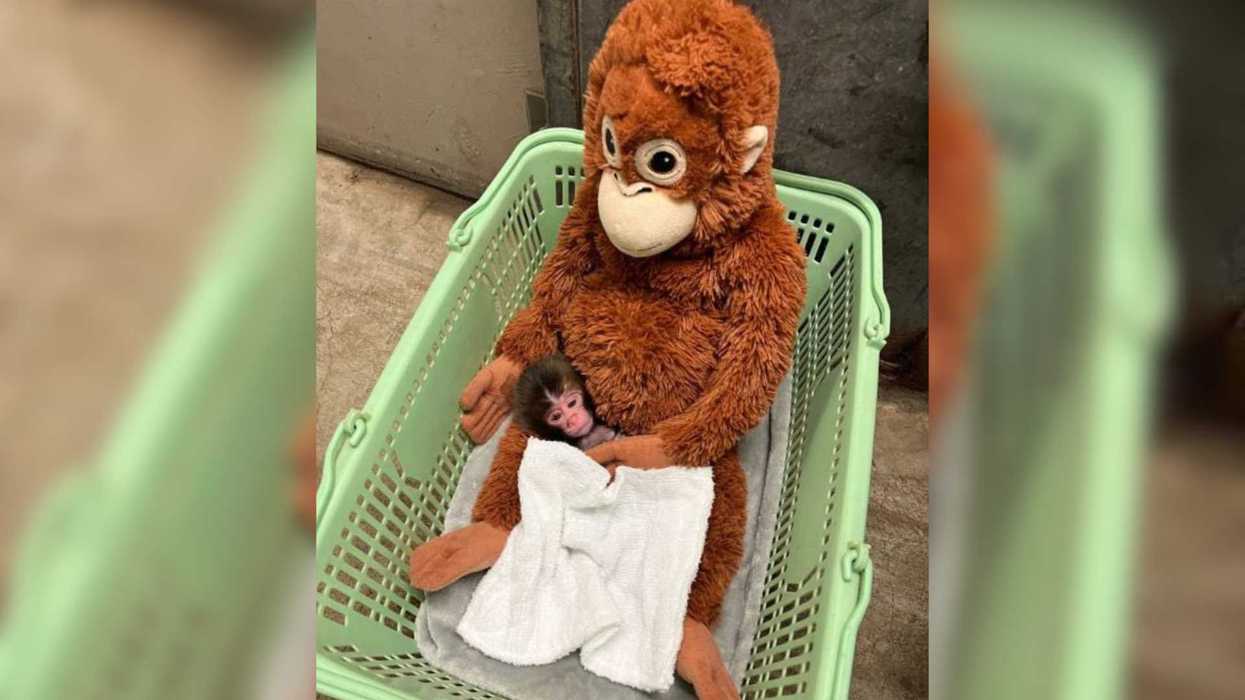 Baby monkey cuddles with a plush toy in a green basket.