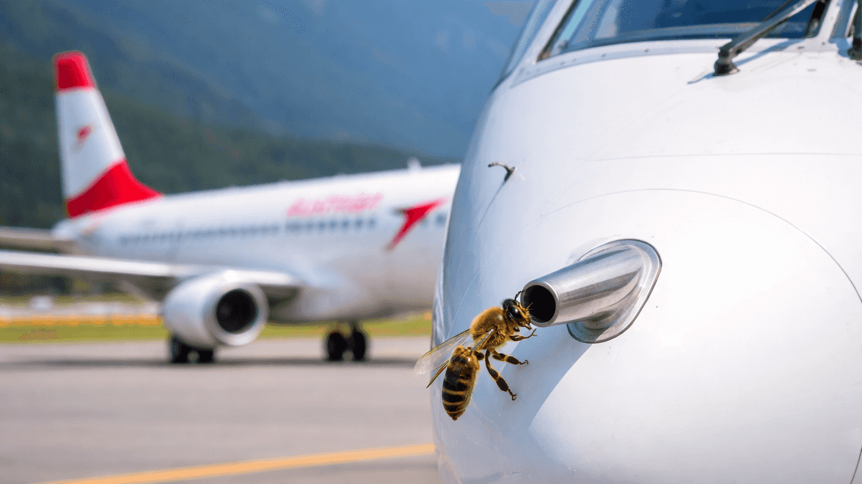 Bee on airplane sensor with second aircraft in the background.