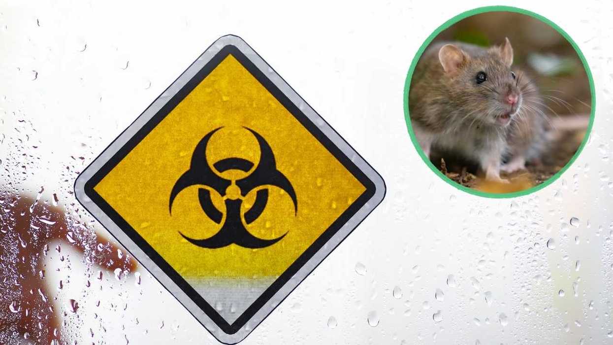 Biohazard sign on wet glass with an inset of a mouse.
