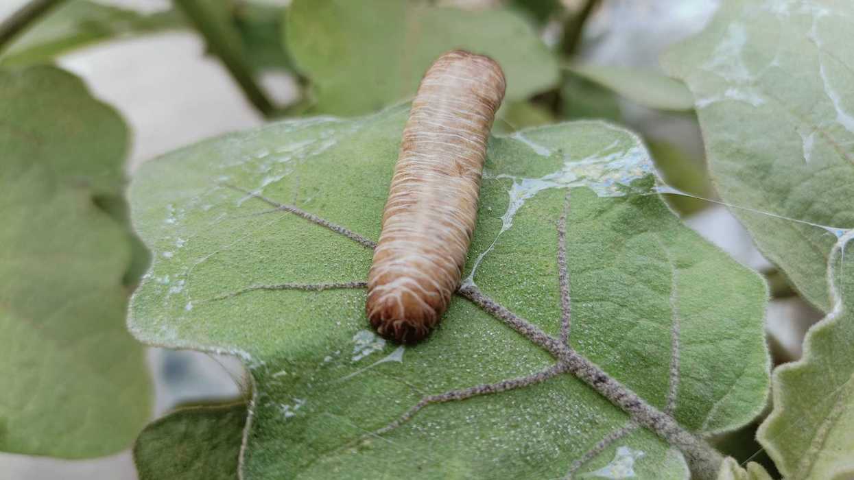 Brown caterpillar resting on a green leaf with a web-like substance.
