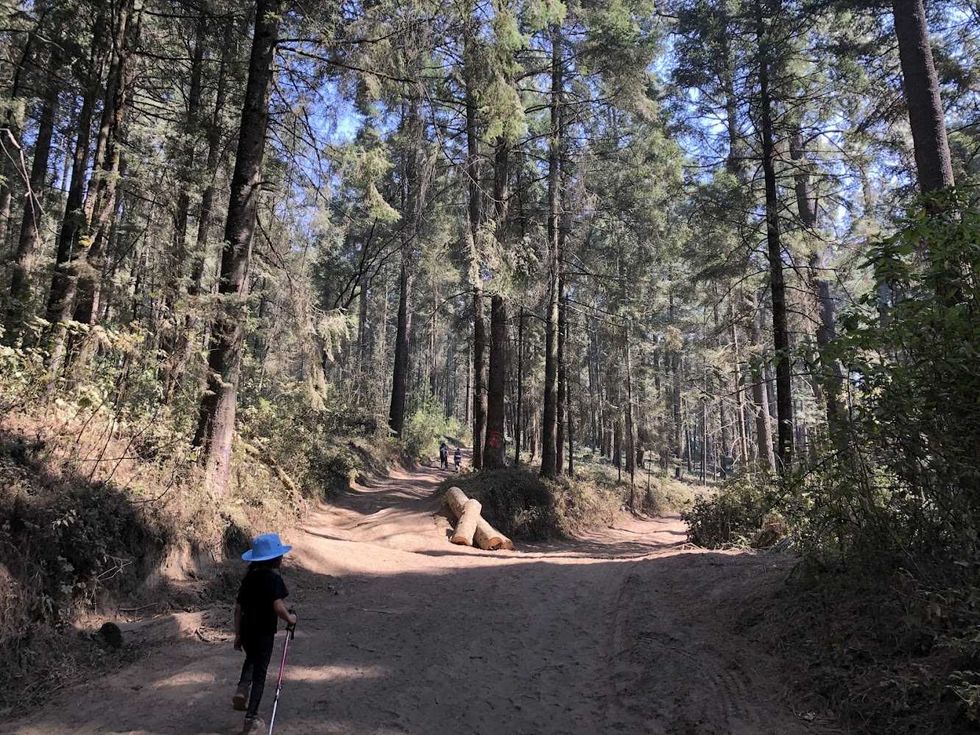 Child with walking stick on a forest path, surrounded by tall trees and sunlight.