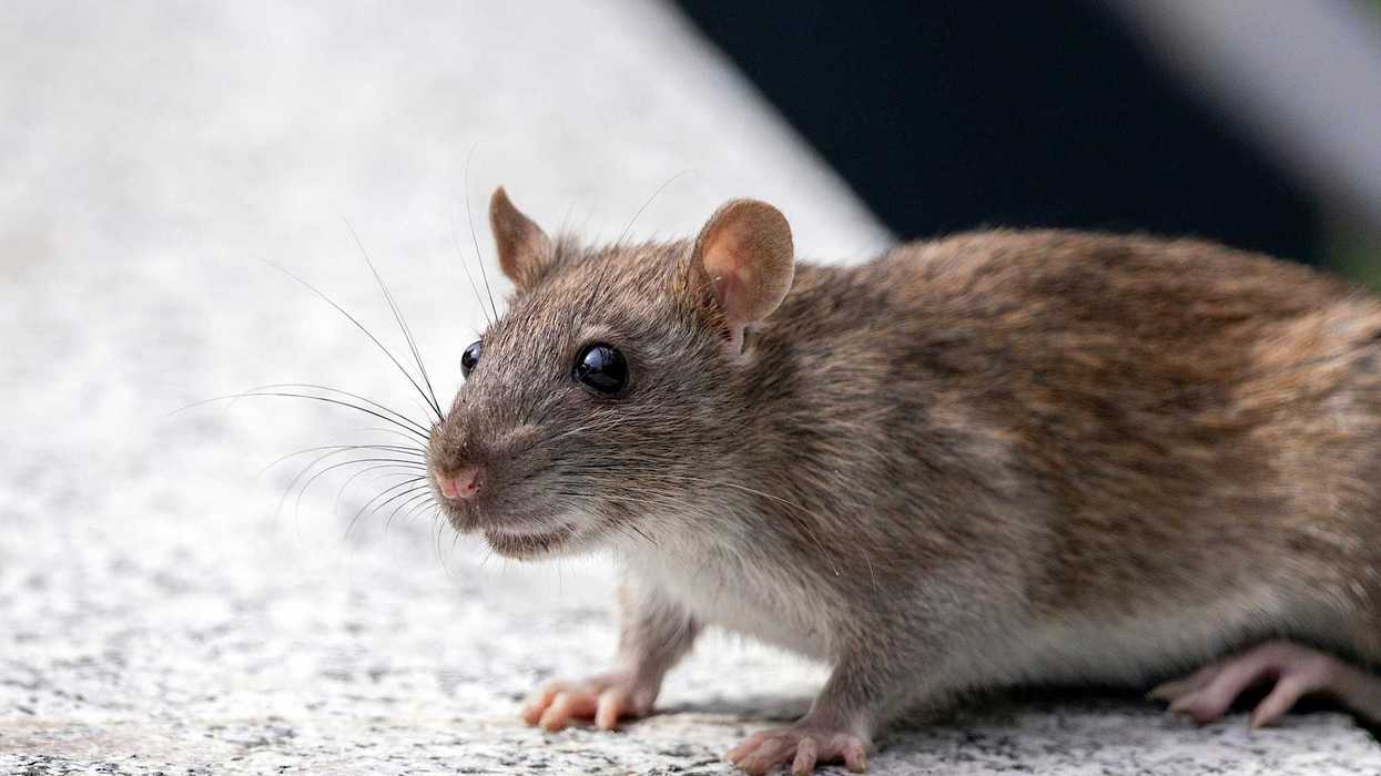 Close-up of a brown rat on a textured surface, looking to the side.
