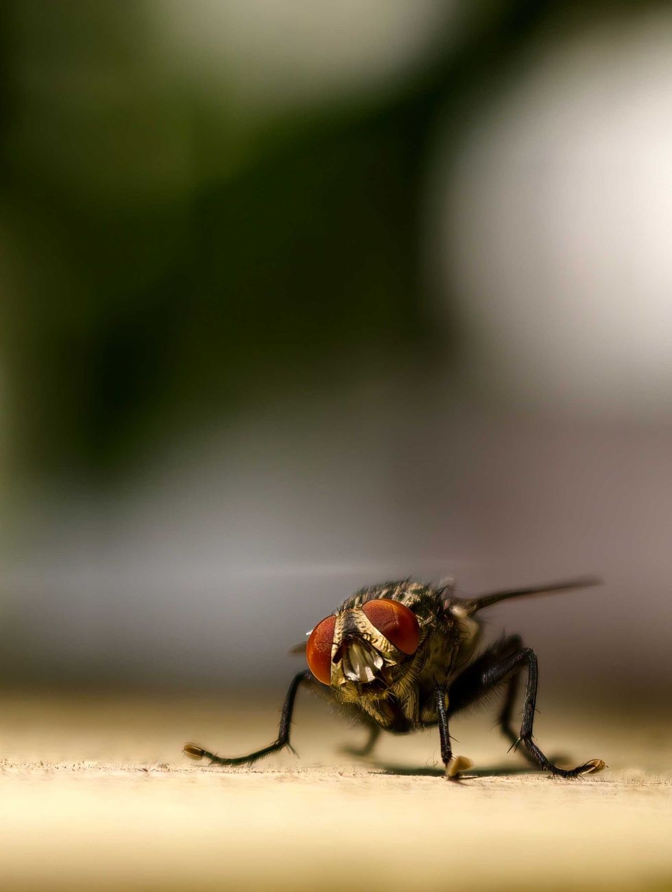 Close-up of a fly with red eyes, facing forward, blurry background.
