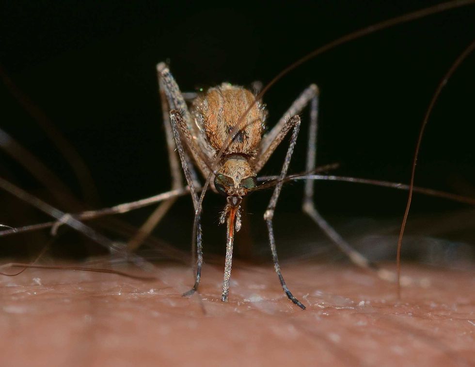 Close-up of a mosquito feeding on human skin.