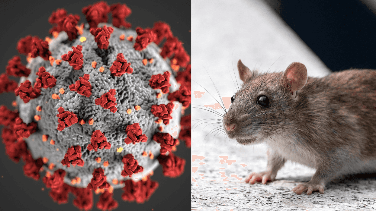 Coronavirus model and a brown rat side by side.