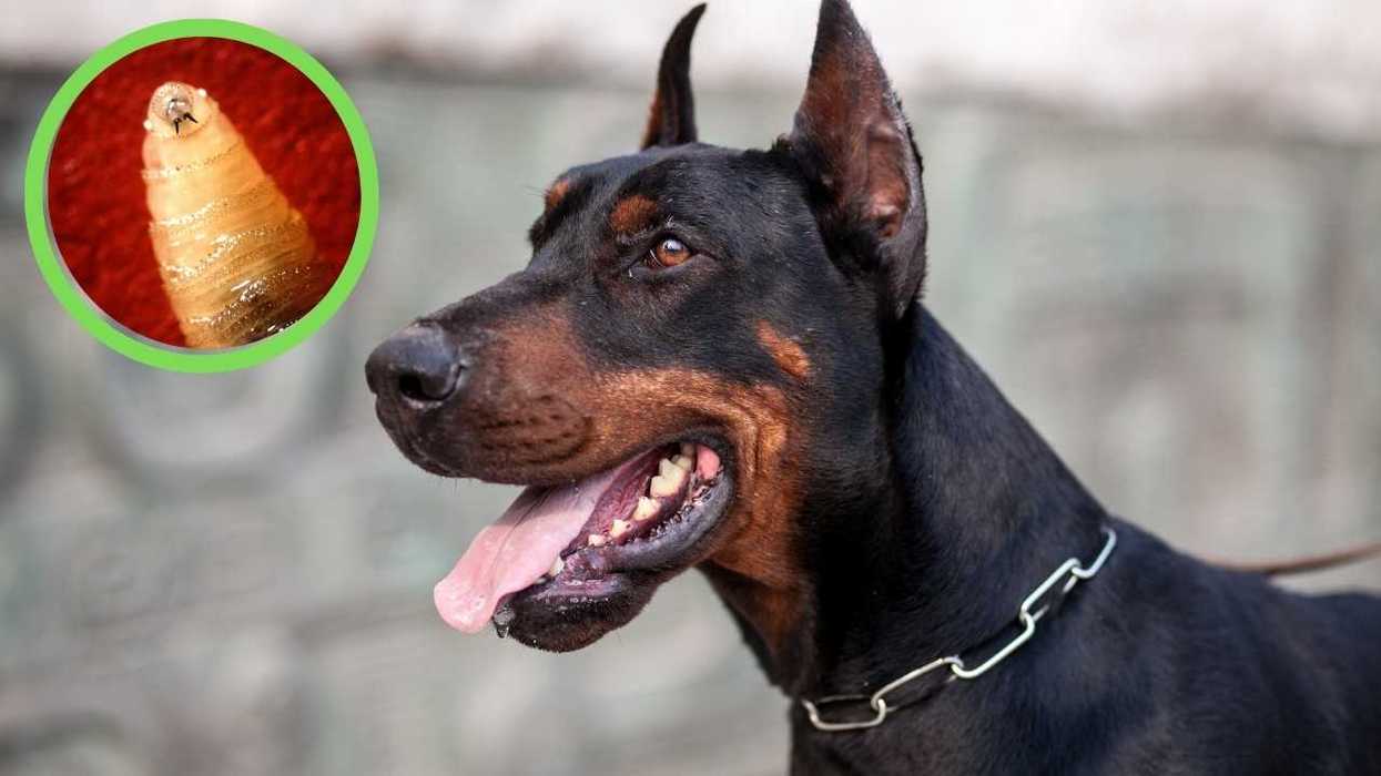 Doberman dog with inset highlighting a parasitic worm.