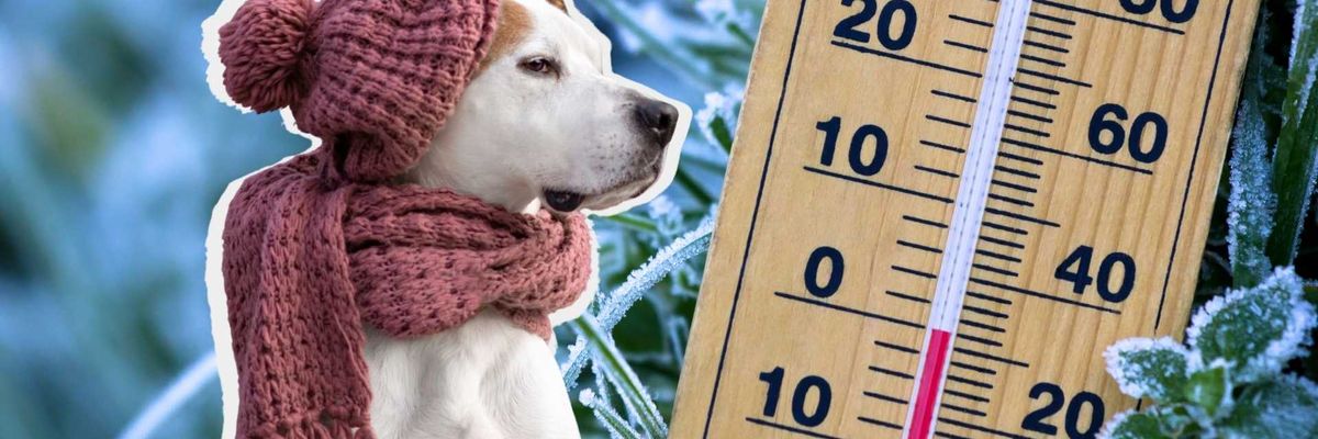 Dog in pink scarf by a thermometer, cold background.