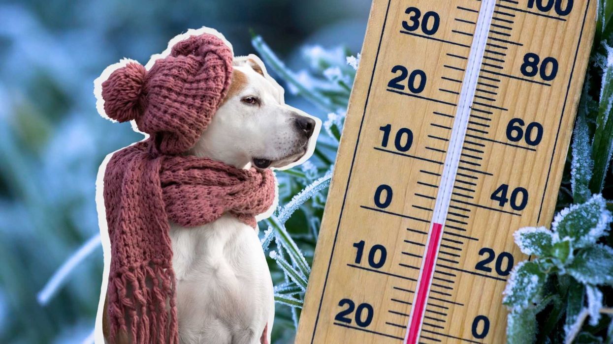 Dog in pink scarf by a thermometer, cold background.