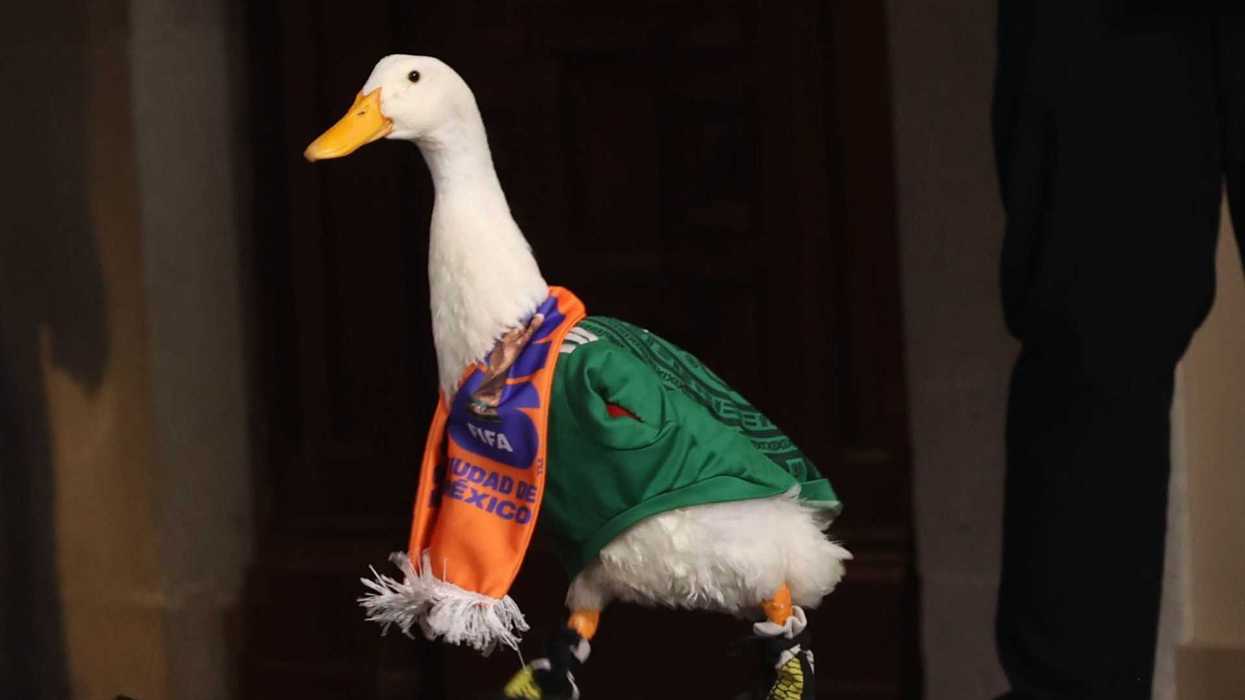 Duck in a green jersey and orange scarf, wearing small shoes on a dark indoor floor.