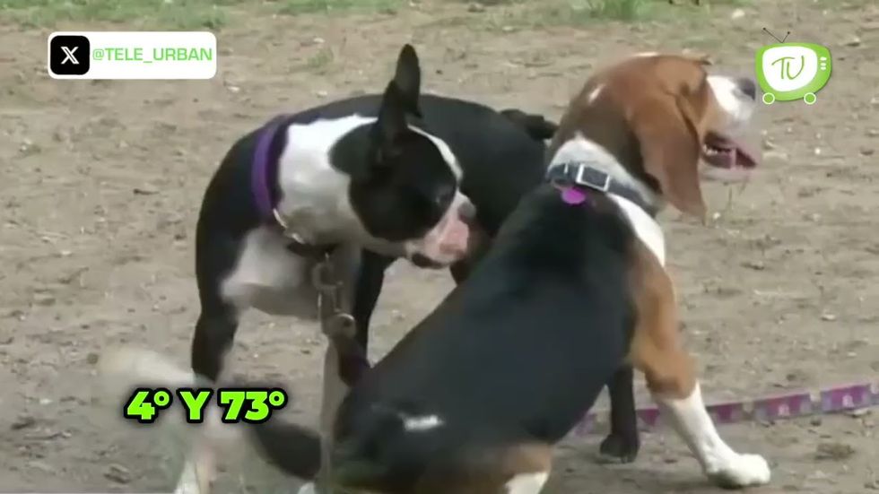 Hacia la reforma por la protección animal