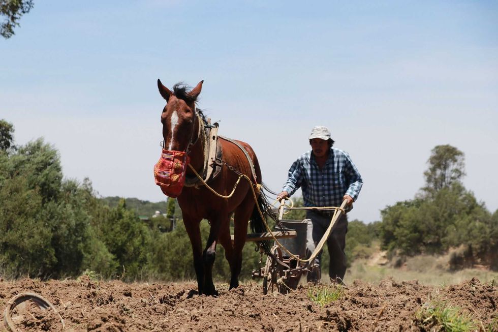 Farmer plowing a field with a horse under a clear blue sky.