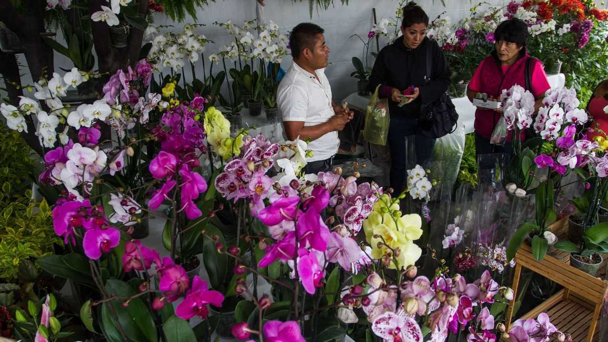 Flower market with vibrant orchids and three people conversing among the blooms.