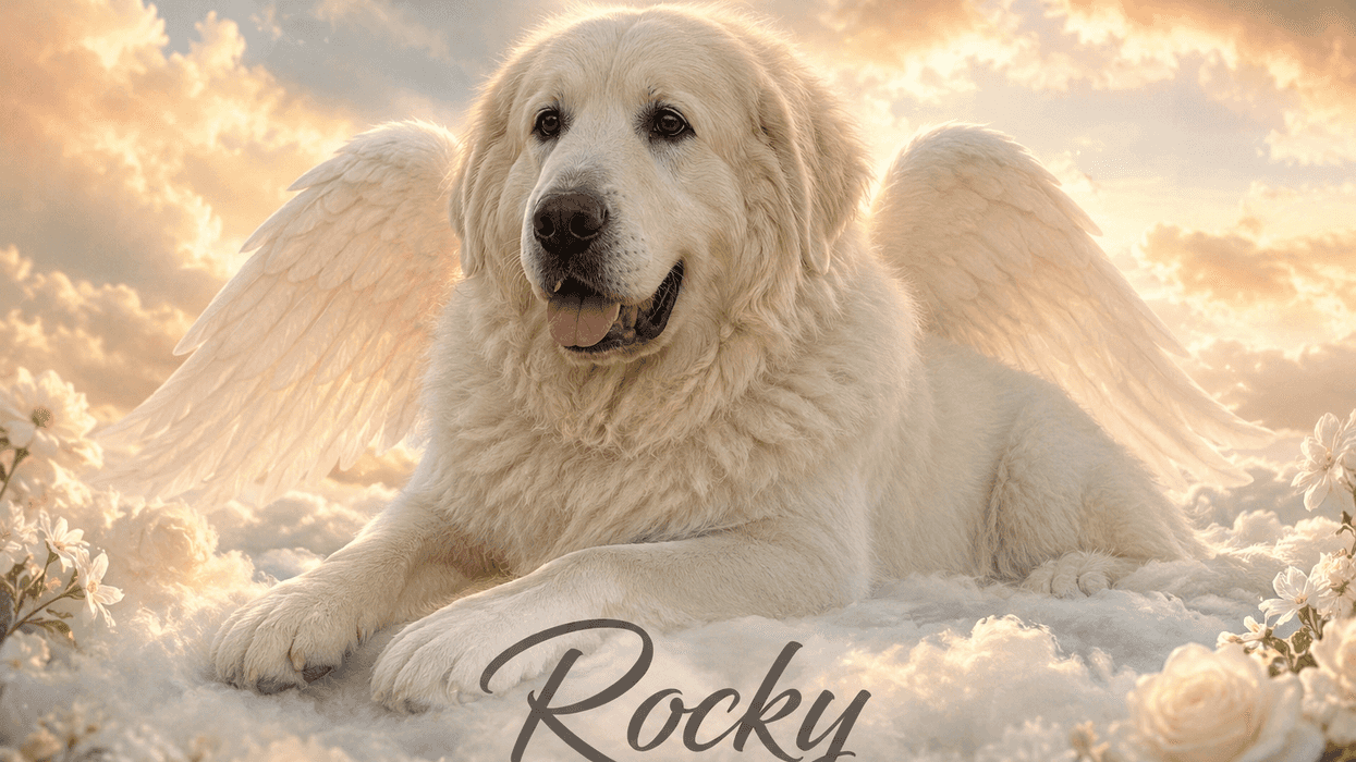 Fluffy dog with wings and halo on fluffy clouds, with text "Rocky".