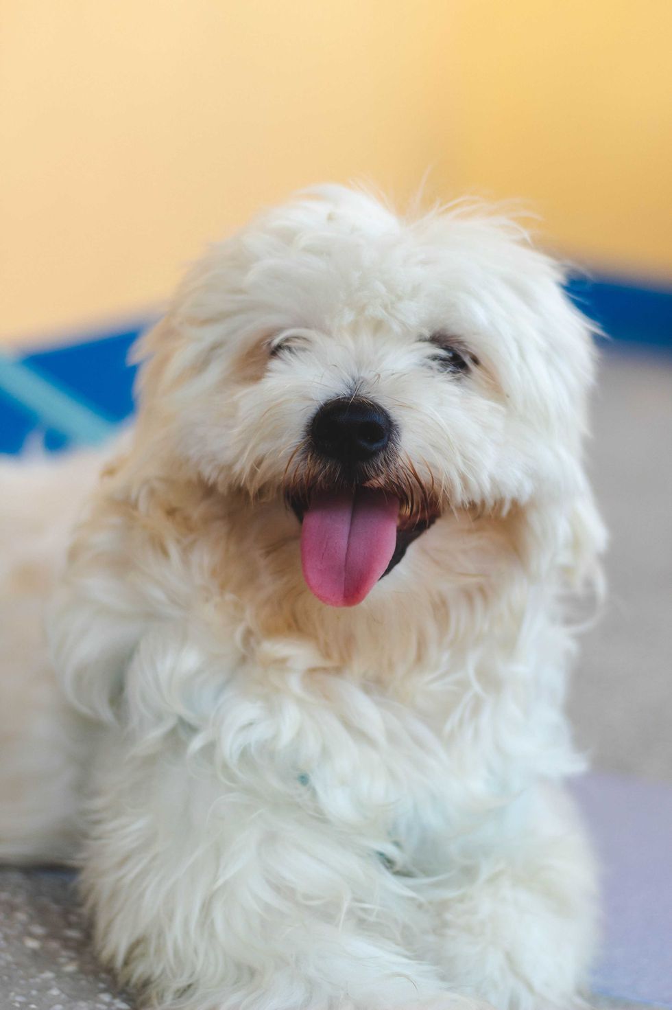 Fluffy white dog panting with tongue out, laying on the ground.