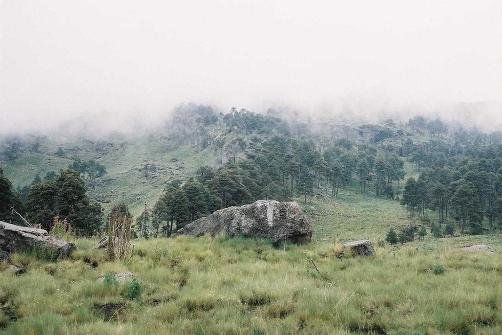 Foggy hillside with pine trees and grassy foreground with rocks.