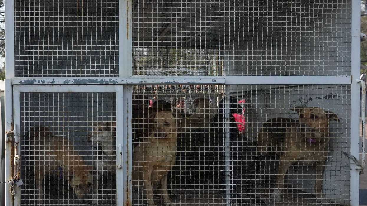 Four dogs inside a metal mesh enclosure on a vehicle.