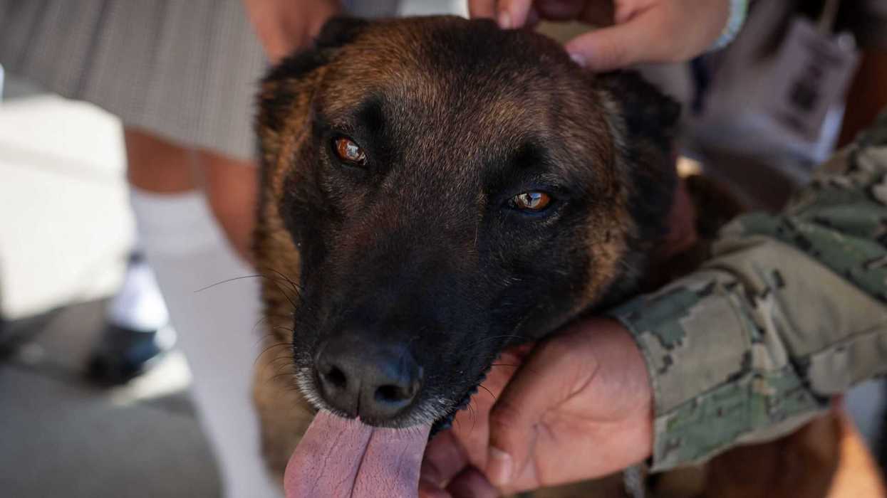 German Shepherd panting while being petted by people.