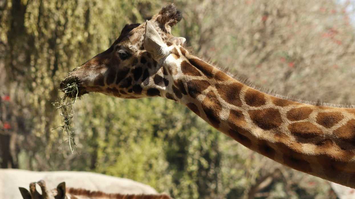 Giraffe eating leaves with two others resting in the background.