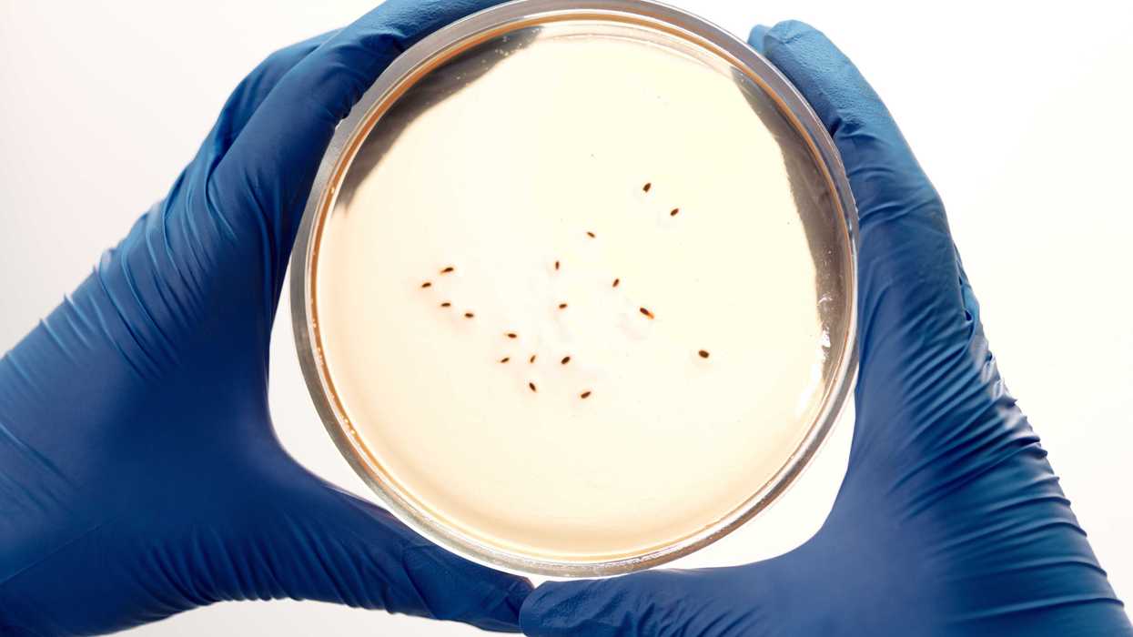 Gloved hands holding a petri dish with small black dots inside.