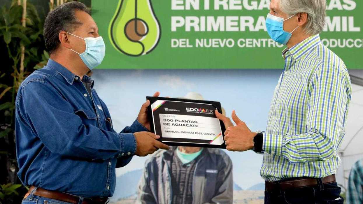 Entrega Alfredo Del Mazo 25 mil plantas de Aguacate del nuevo Centro de producción del EDOMEX.