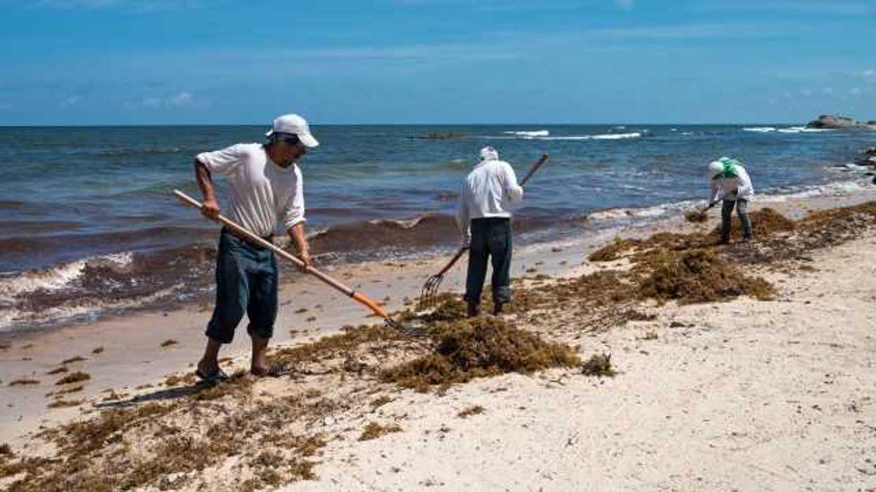 Prevén disminución de sargazo en Quintana Roo.