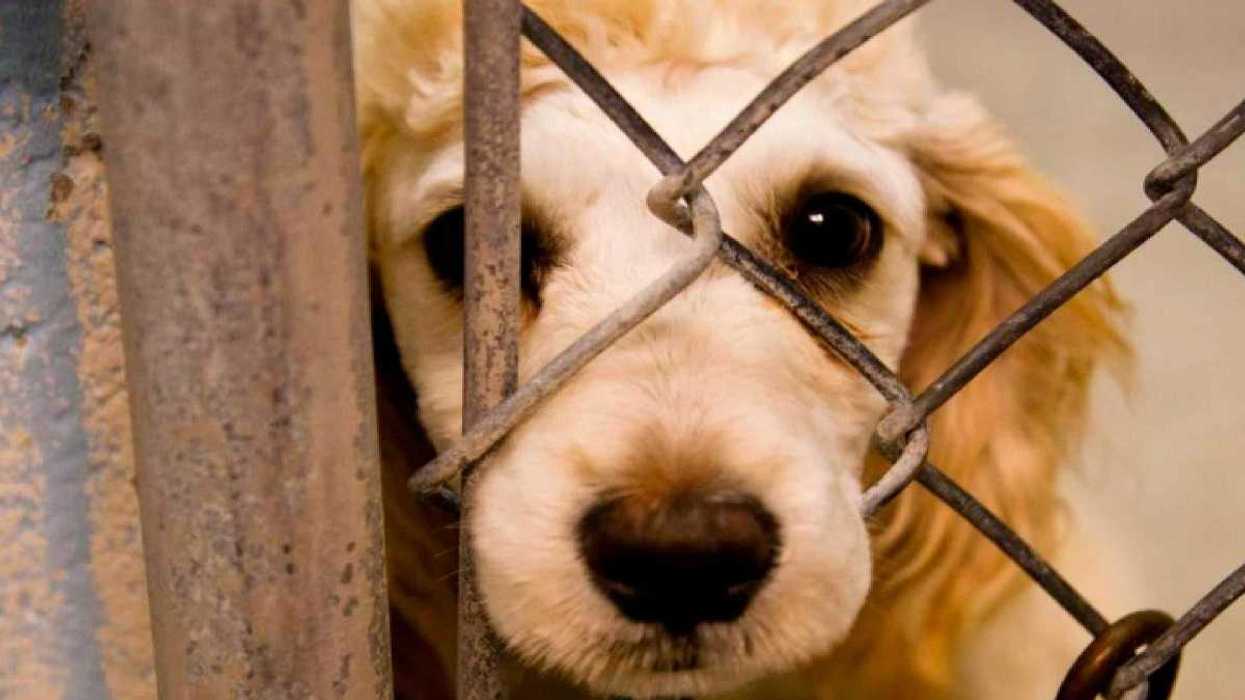 Castigarán maltrato animal a mascotas en Puebla.