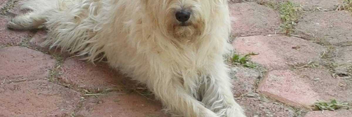 Vuelve a revisión la Ley de Protección Animal.