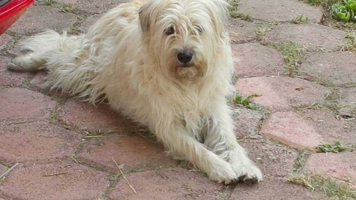 Vuelve a revisión la Ley de Protección Animal.