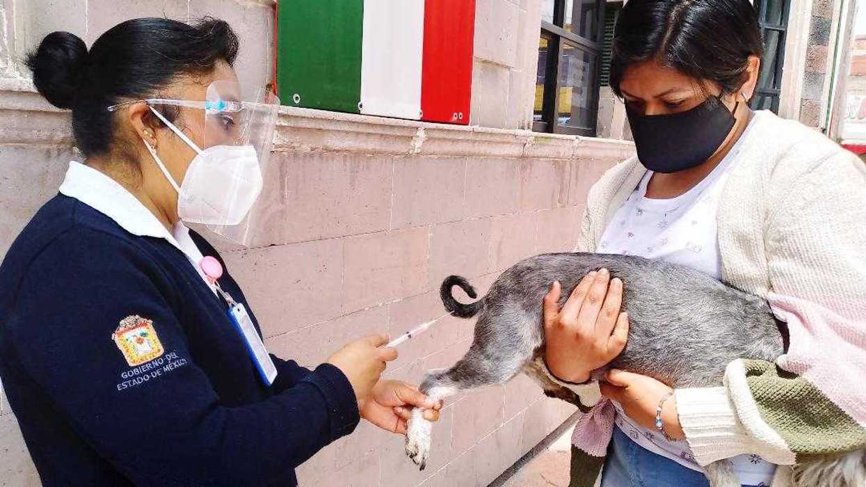 Vacuna a tus mascotas contra la rabia en Edomex.