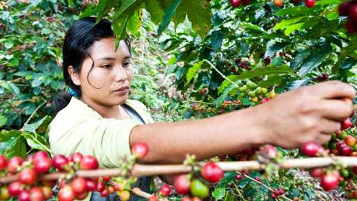 Pensando en las familias cafeticultoras de Puebla.