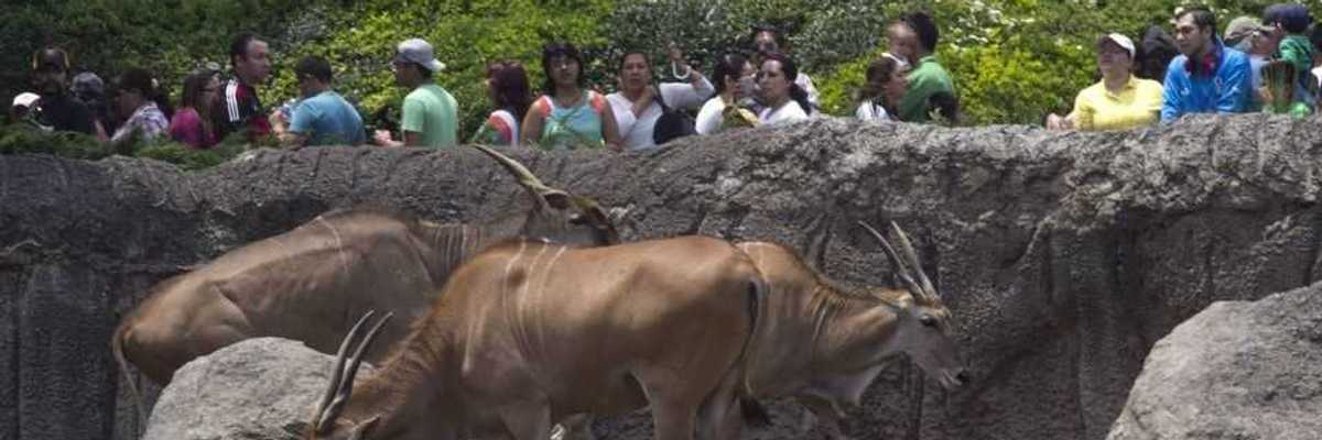 Vuelven los Zoológicos de la CDMX.