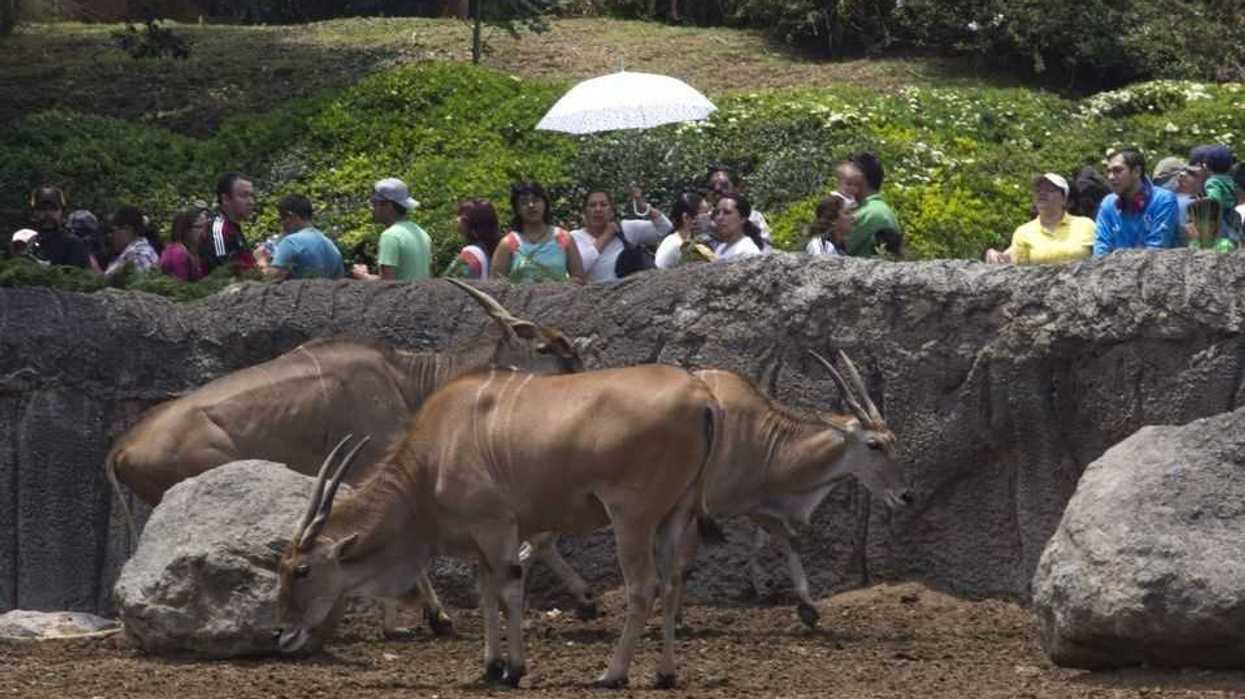 Vuelven los Zoológicos de la CDMX.