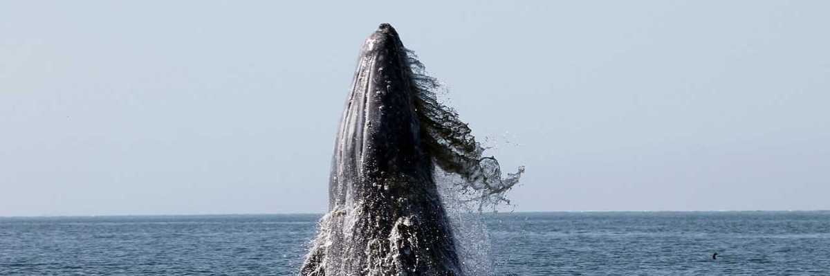 Llegan los primeros ejemplares de ballena gris a las lagunas costeras de Baja California Sur