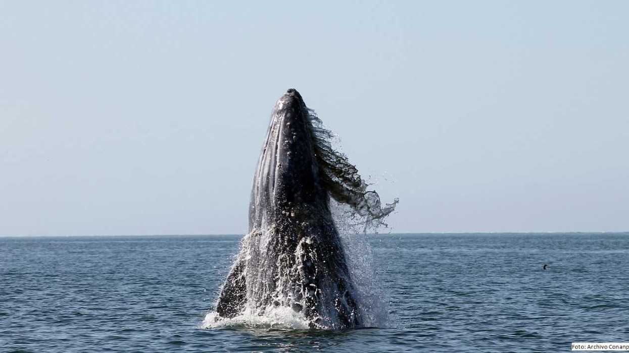 Llegan los primeros ejemplares de ballena gris a las lagunas costeras de Baja California Sur
