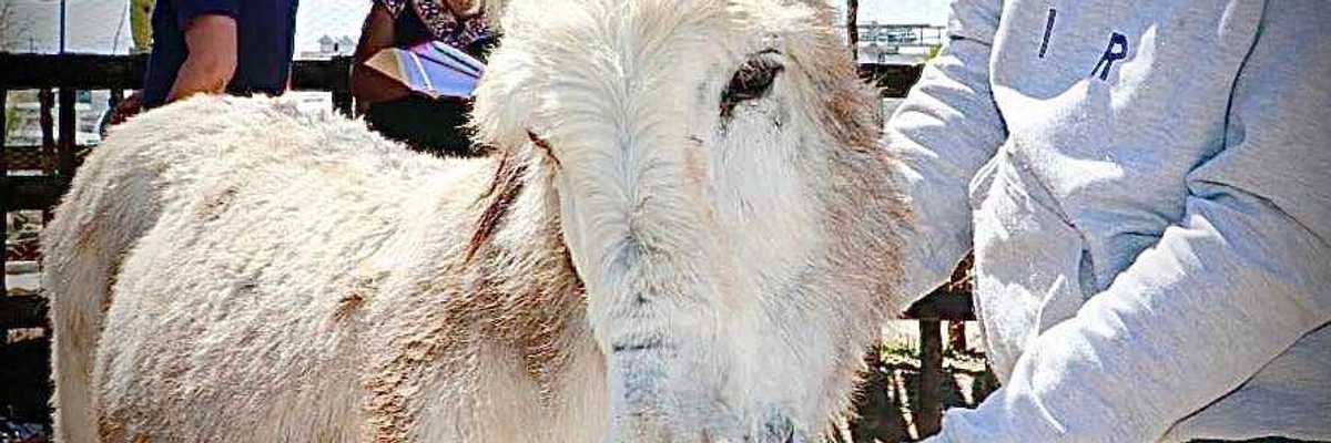 Gobierno de Hidalgo instalará Unidad de Delitos Contra Maltrato Animal