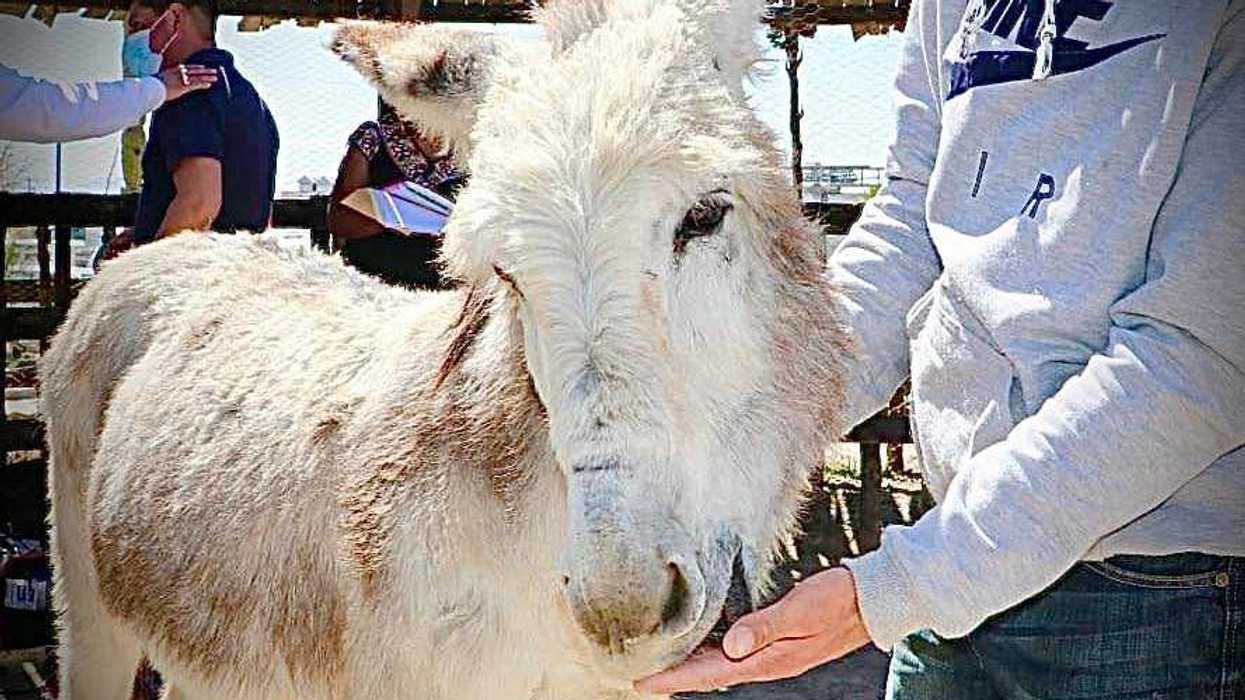 Gobierno de Hidalgo instalará Unidad de Delitos Contra Maltrato Animal