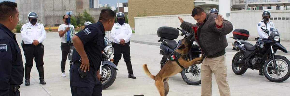 Se jubila con honores Astro, agente canino de la Secretaría de Seguridad Pública de Pachuca