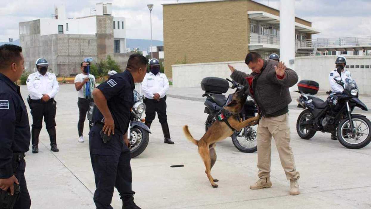Se jubila con honores Astro, agente canino de la Secretaría de Seguridad Pública de Pachuca
