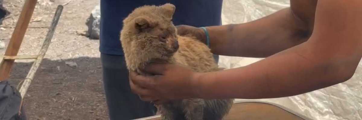 El gato “mazapán” se salvó luego de incendio en las Casitas en ciudad lago en Nezahualcóyotl