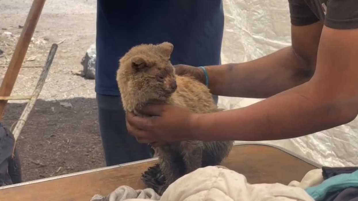 El gato “mazapán” se salvó luego de incendio en las Casitas en ciudad lago en Nezahualcóyotl
