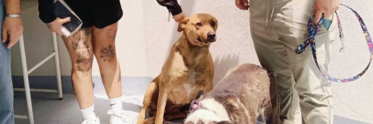 Centro Municipal de Control y Bienestar Animal de Ecatepec entrega a perros rescatados a asociación protectora de animales