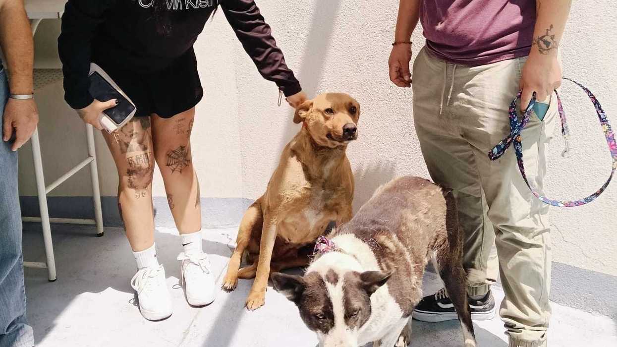 Centro Municipal de Control y Bienestar Animal de Ecatepec entrega a perros rescatados a asociación protectora de animales