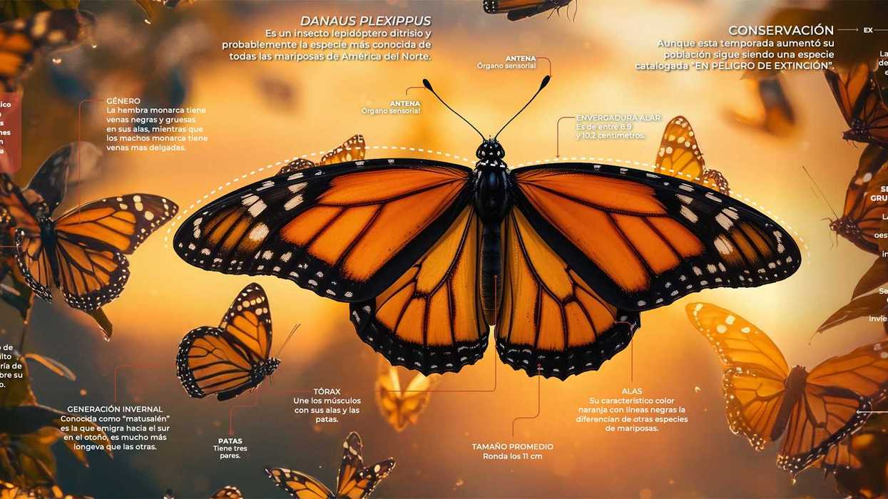 Se duplica la población de mariposas monarca del este durante la temporada del 2025