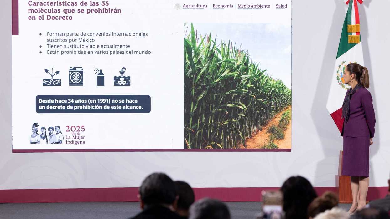 En México se prohíben 35 plaguicidas por su daño a la salud y al medio ambiente: Sheinbaum