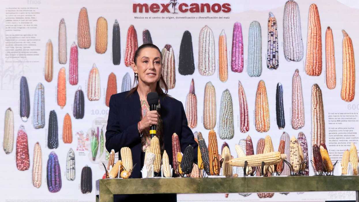 Presidenta Claudia Sheinbaum anuncia programa “Sin maíz no hay país” para producir con bienestar